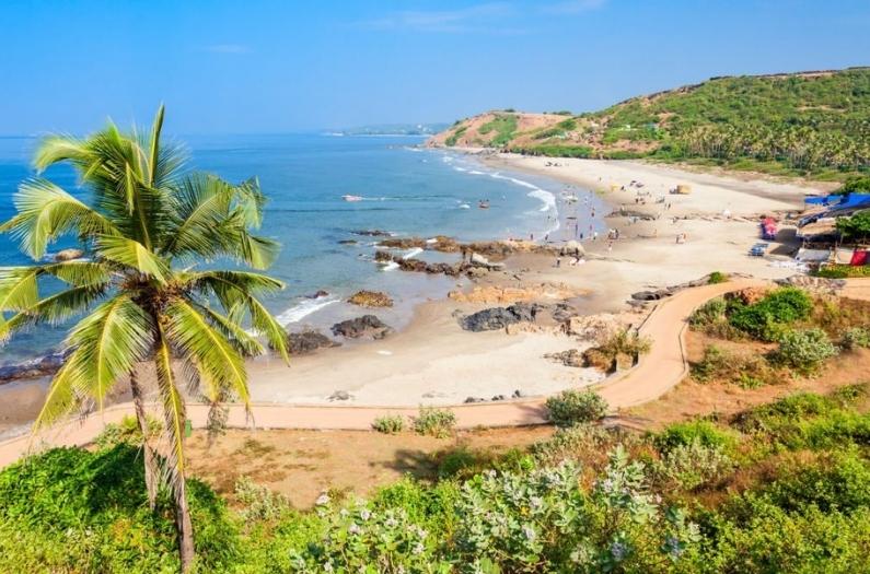 Ozran beach with palms aerial panoramic view in north Goa.