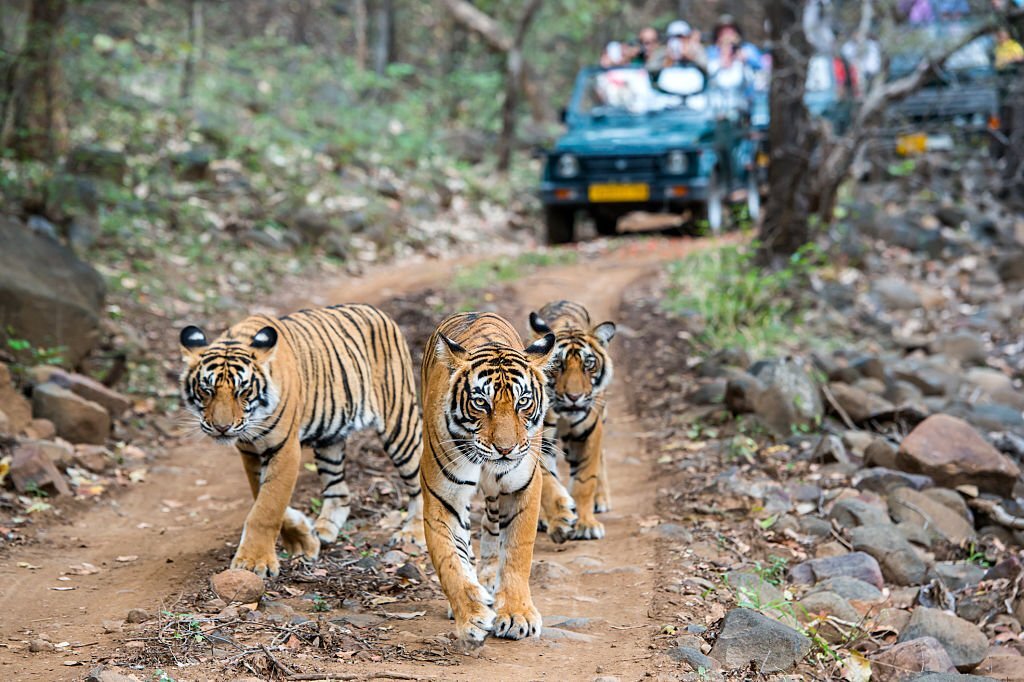 Ranthambore National Park