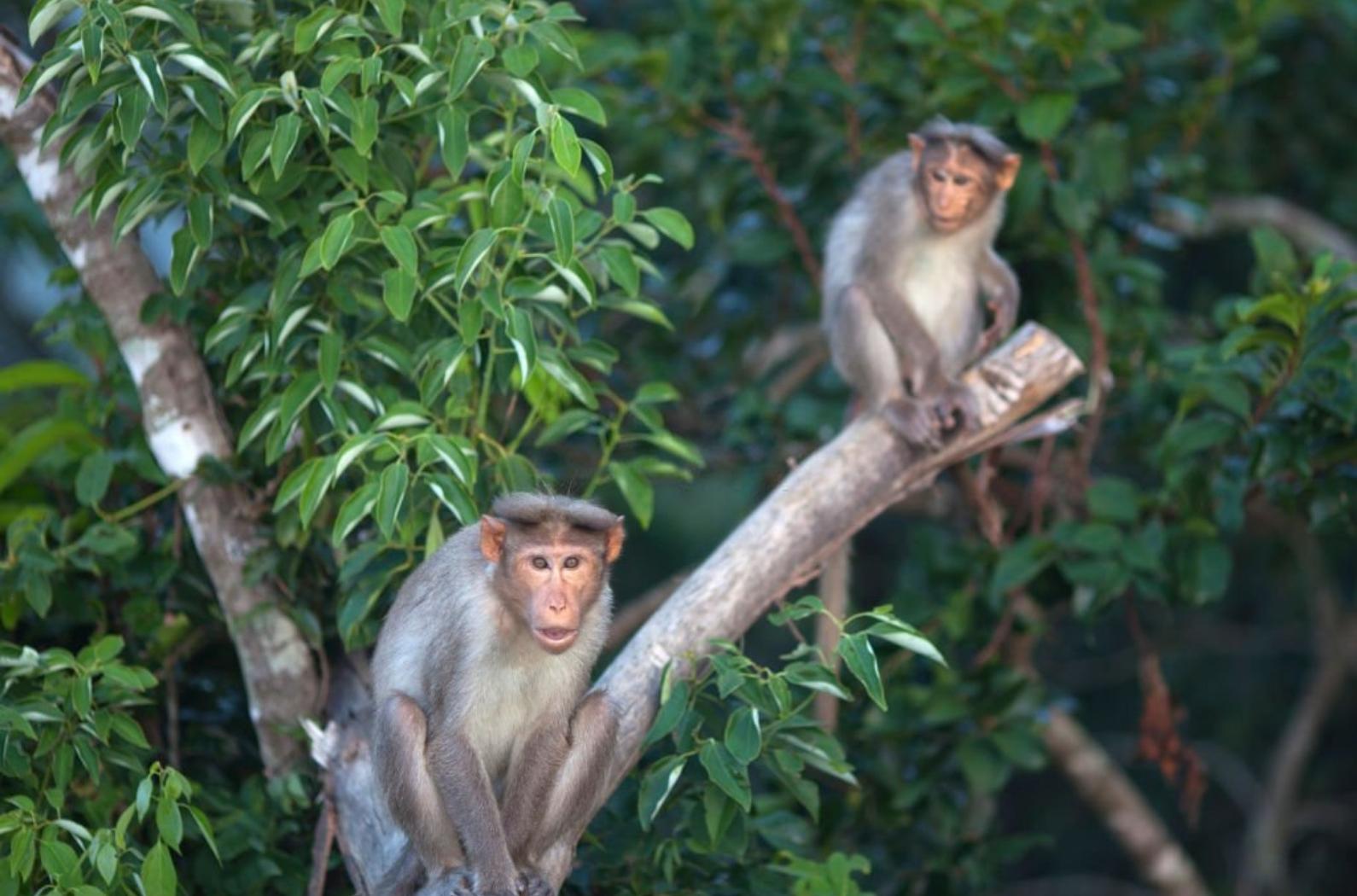 Rhesus macaque monkeys on the tree over jungle in Rajamalai, Eravikulam National Park in Kerala.