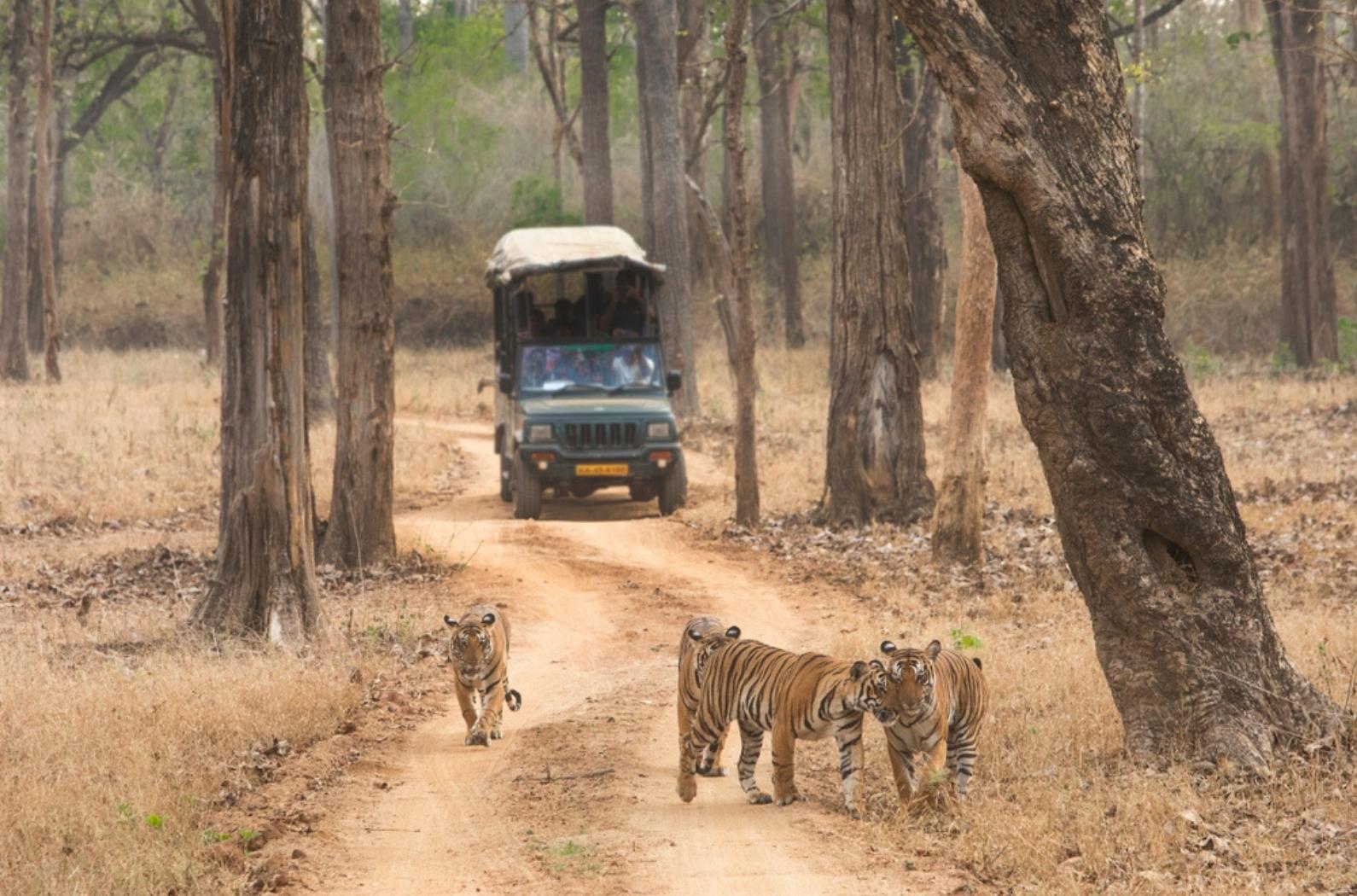 Tourists on safari watching tigers.