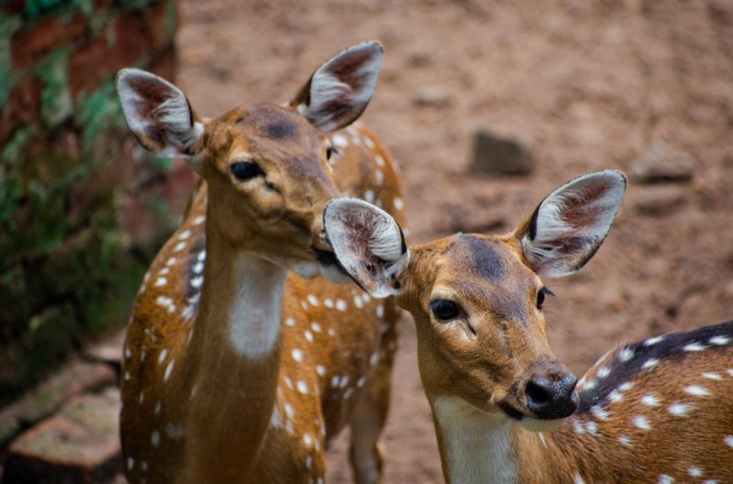 Two Axis deers in Nandan kanan zoo.