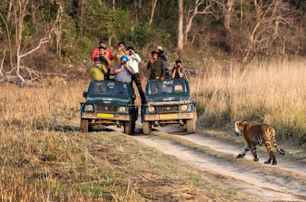 Wild Female Bengal Tiger walking head on to safari vehicles full with tourists or wildlife photographers and nature lovers.