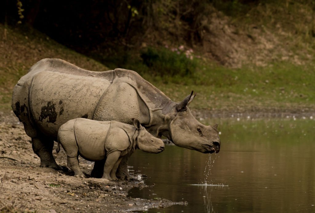 Assam State Zoo cum Botanical Garden