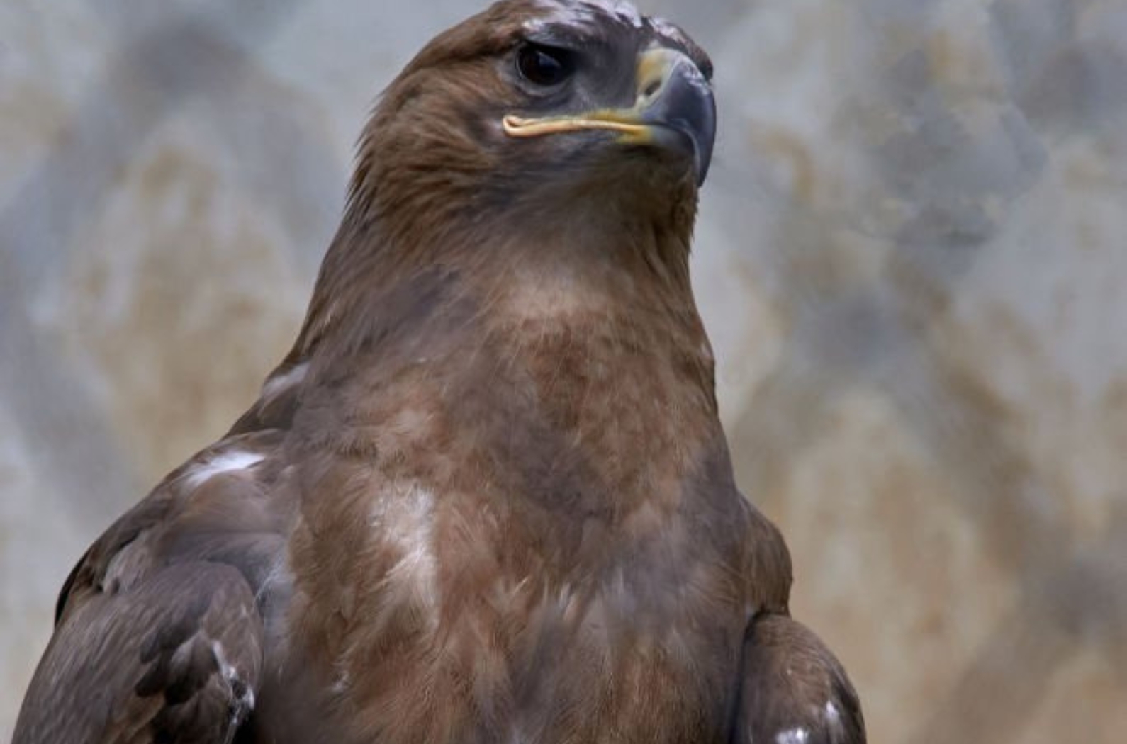 Eagle in Pt. G.B. Pant High Altitude Zoo, Nainital-Uttarakhand.