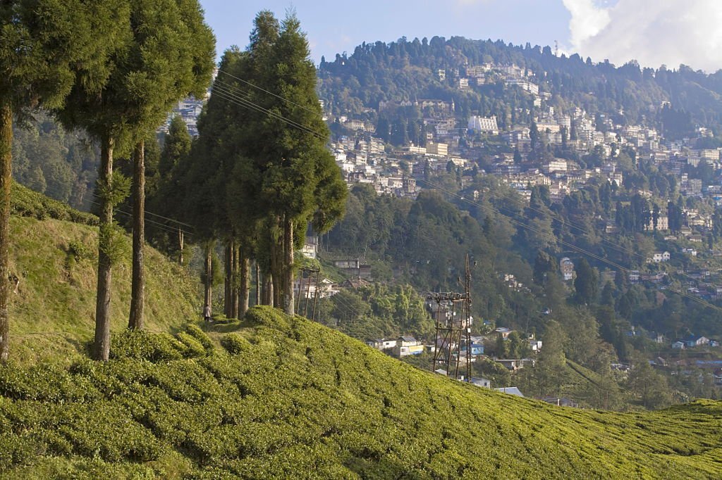 Happy Valley Tea Estate