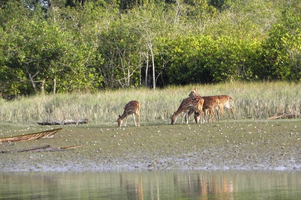 Hiron Point - Best Travel Places in Sundarbans