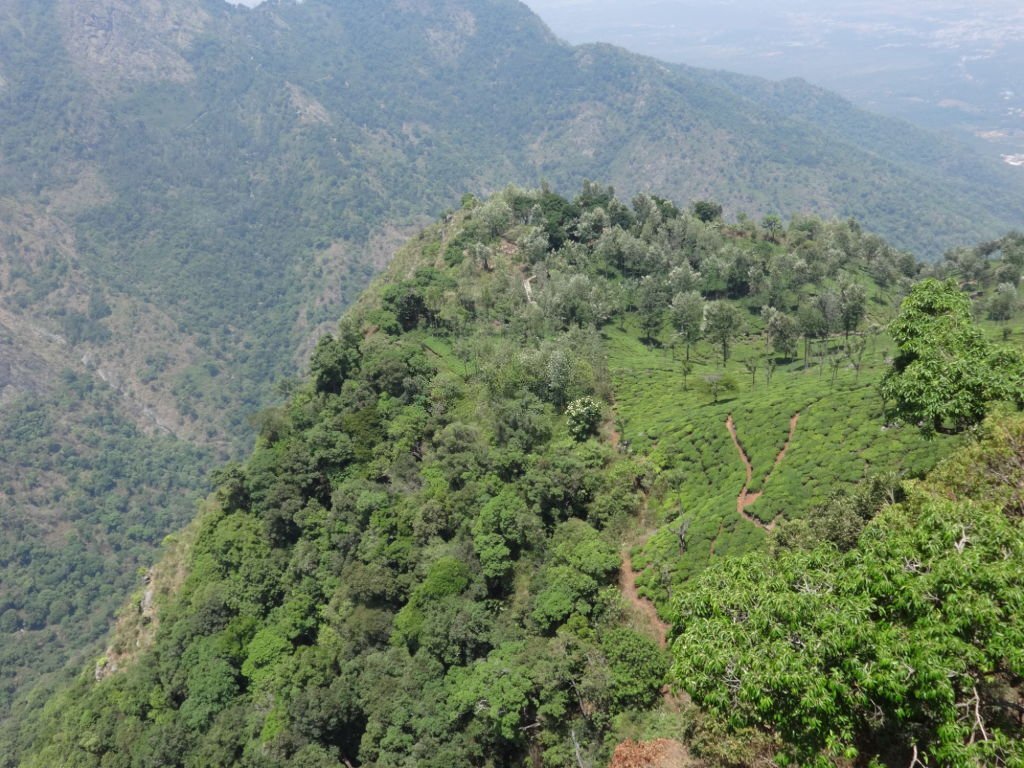 Nilgiri Hills