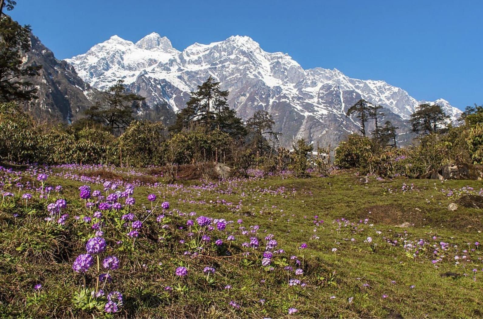 Purple flowers on meadow in thangu valley