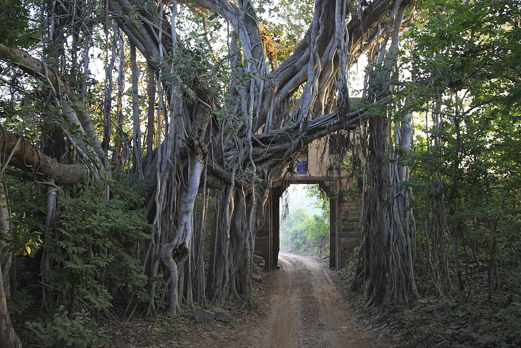 Ranthambore National Park