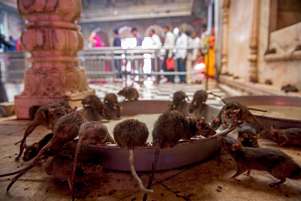 Rat Temple