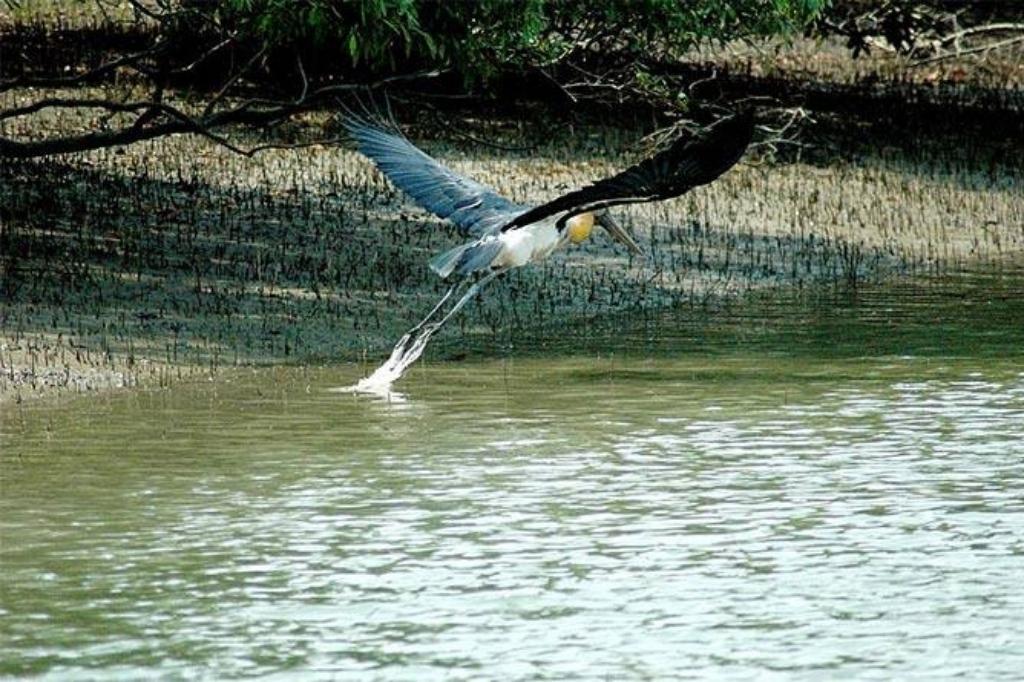 Sajnekhali Bird Sanctuary - Best Travel Places in Sundarbans