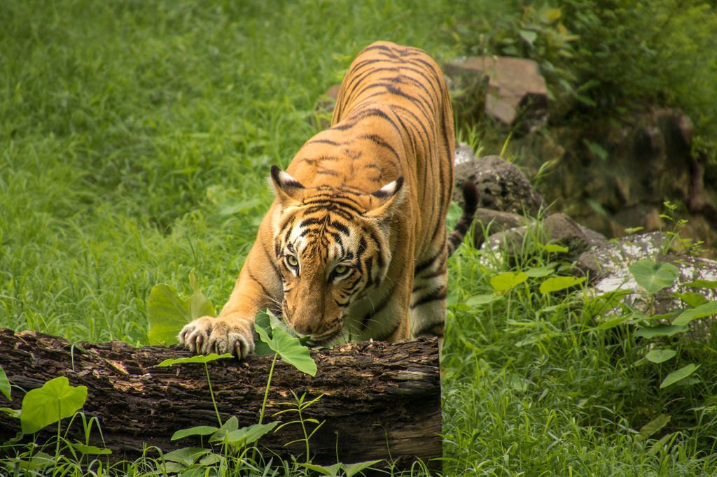 Sunderbans National Park