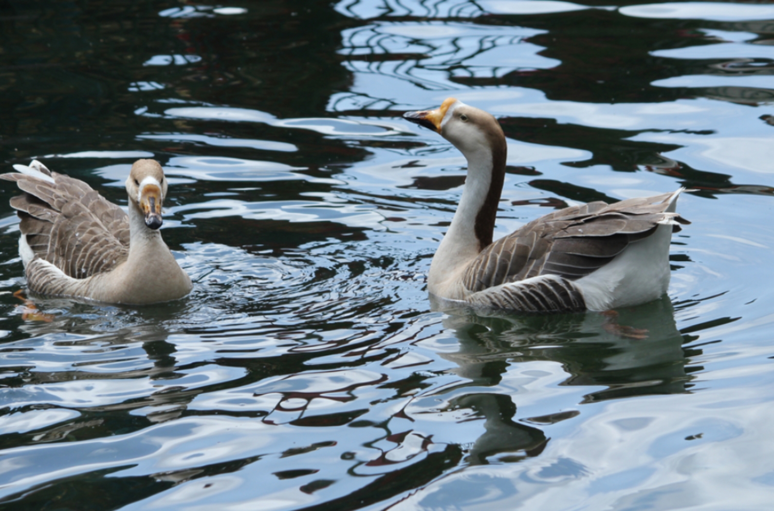 Swan swims in the clear water of the swan swims in the clear water of the Mussoorie lake.