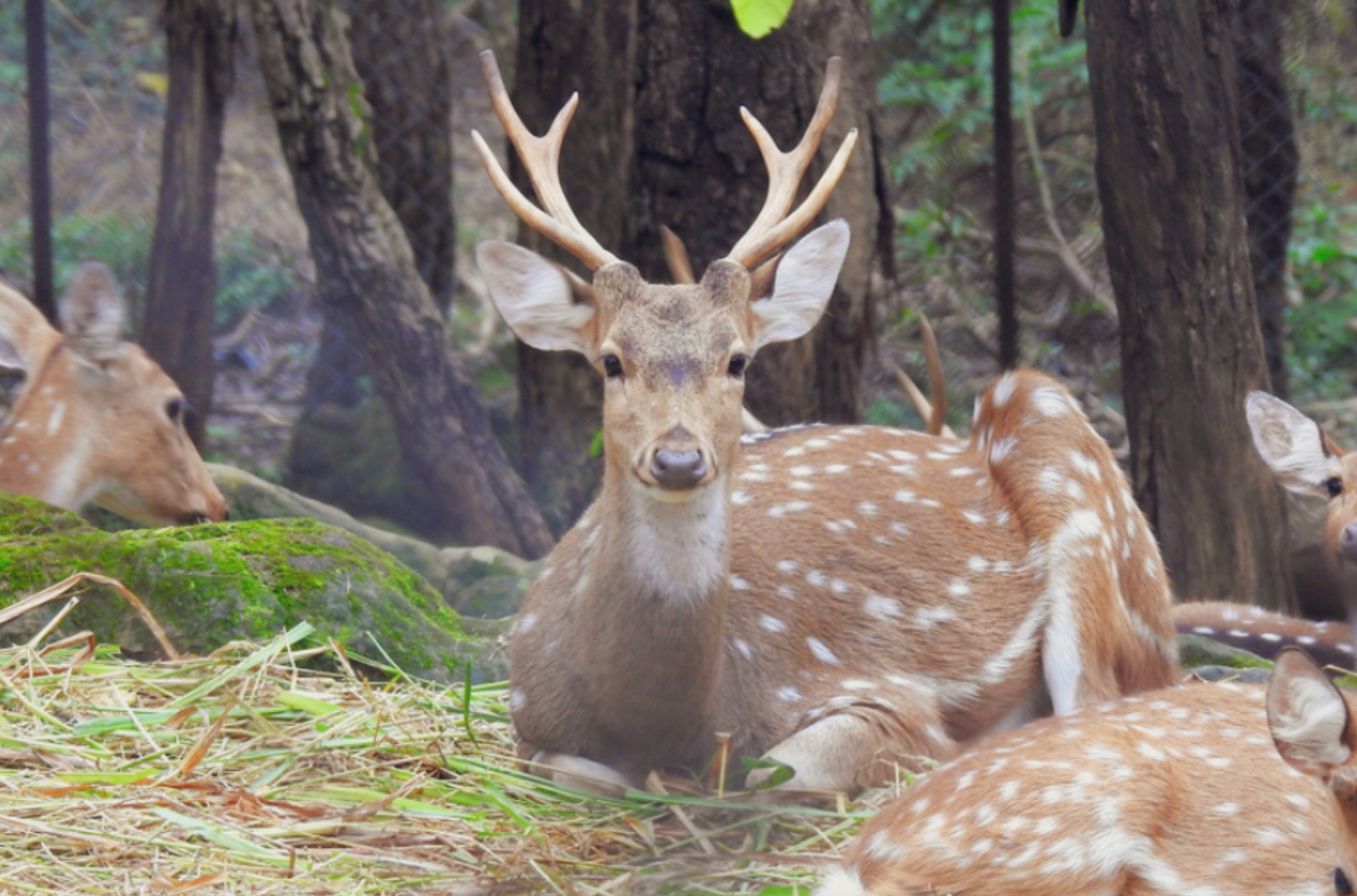 The chital or cheetal, also known as spotted deer or axis deer, is a species of deer that is native in the Indian subcontinent. The species was first described by German naturalist Johann Christian Po.