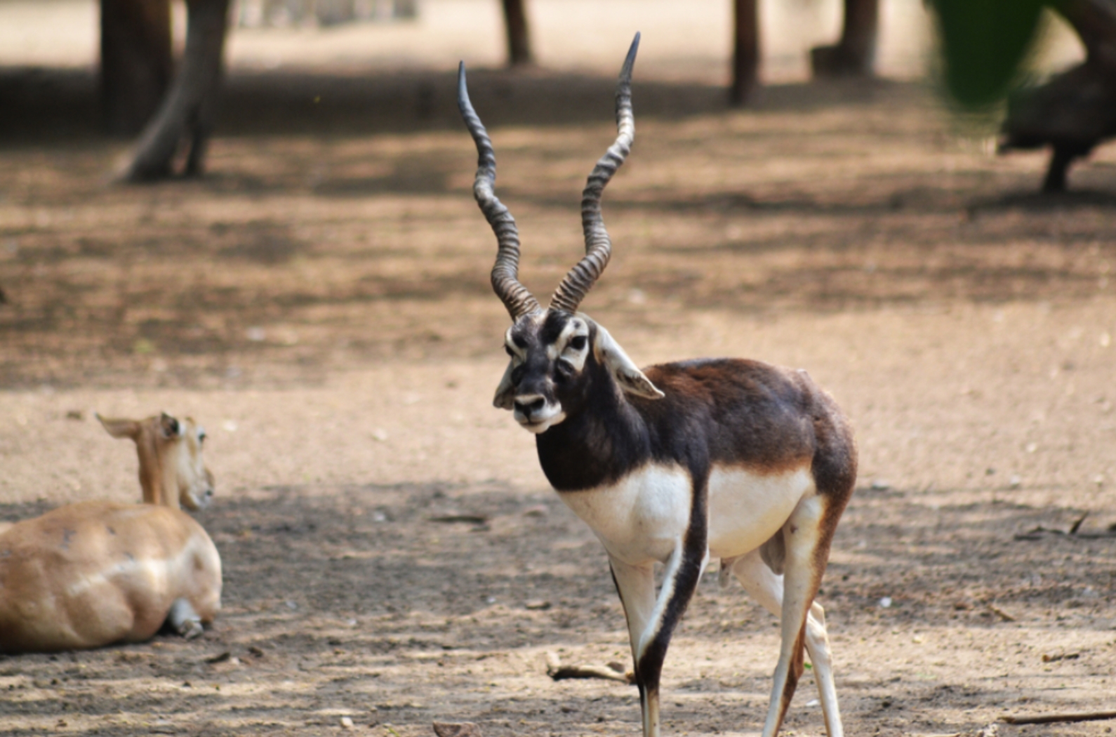 The Black Buck Roaming around in Rajaji National Park.