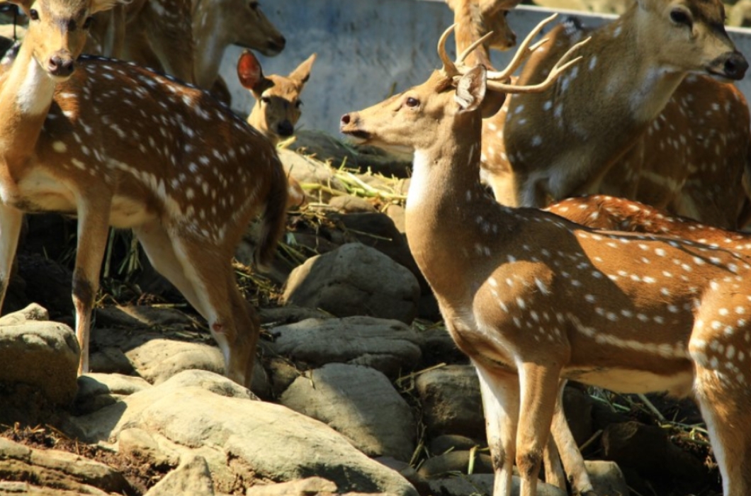 The Deer in the Malsi zoo, Dehradun, India.