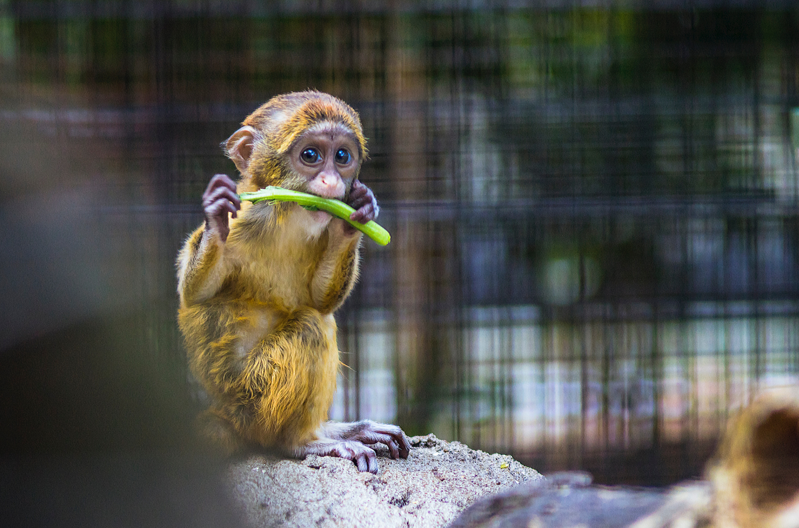 Gwalior Zoo photo