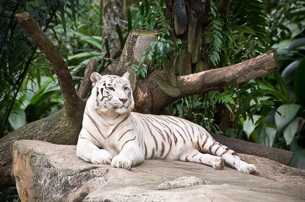 White Tiger