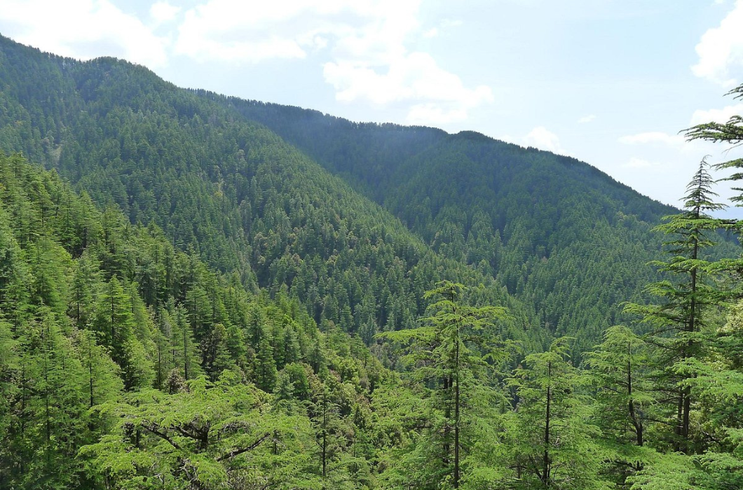 Place View Of Reserve Forest Sanctuary