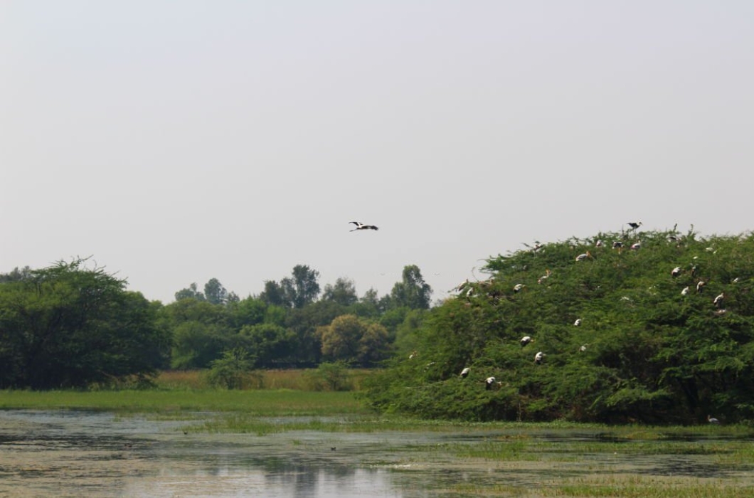 Birds at Sultanpur National Park.