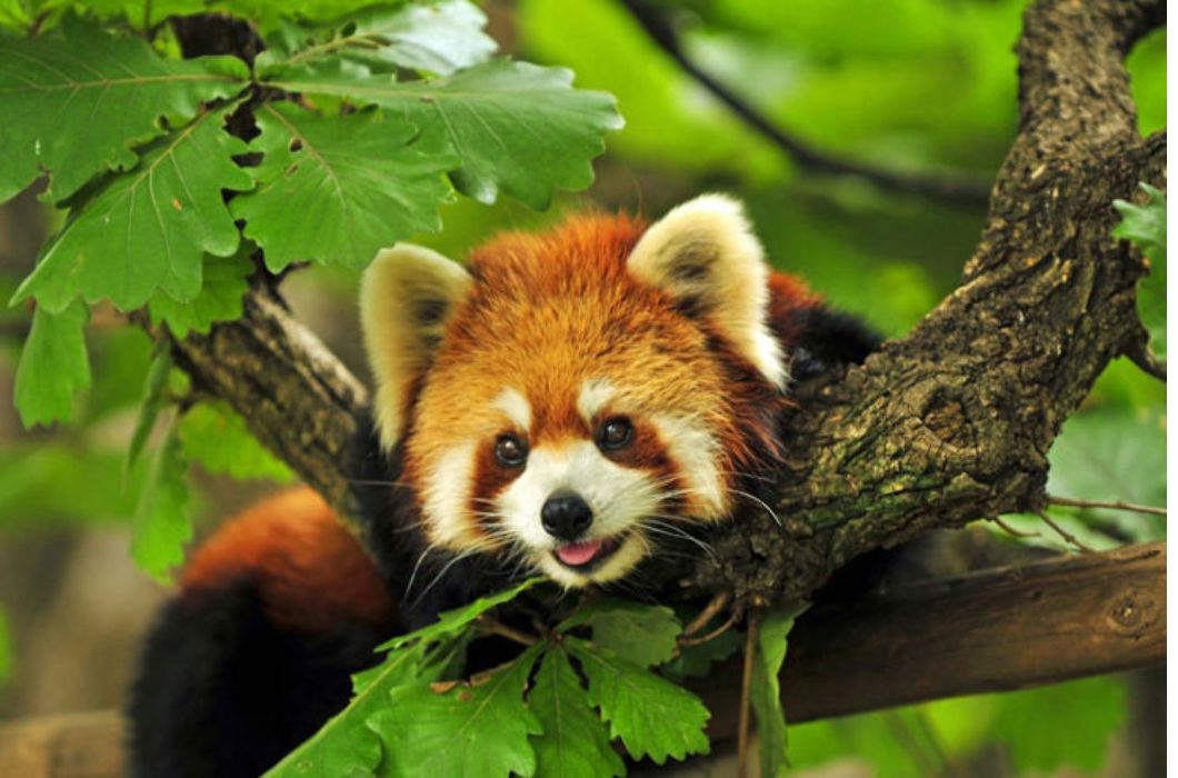 Red Panda in Sepahijala Wildlife Sanctuary