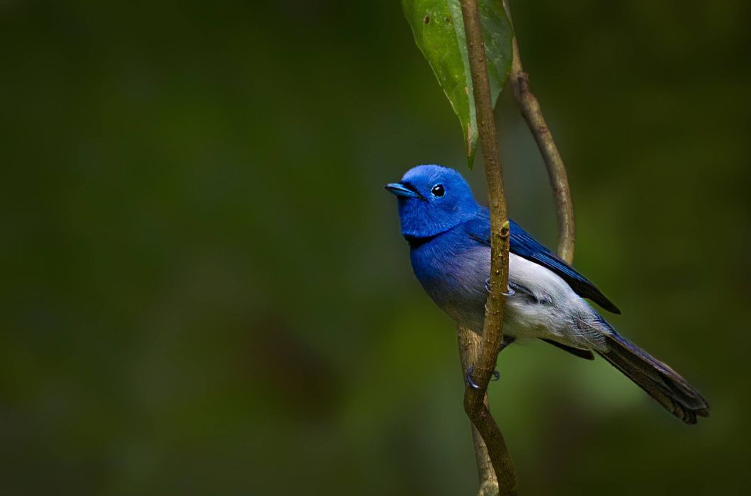 Rowa Wildlife Sanctuary in Tripura