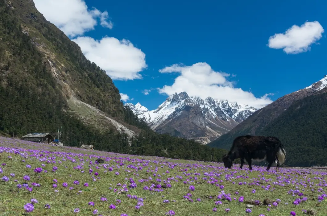 The more I SEE the more I fall in LOVE | Sikkim Gangtok Lachung Lachen  Yumthang valley - Tripoto