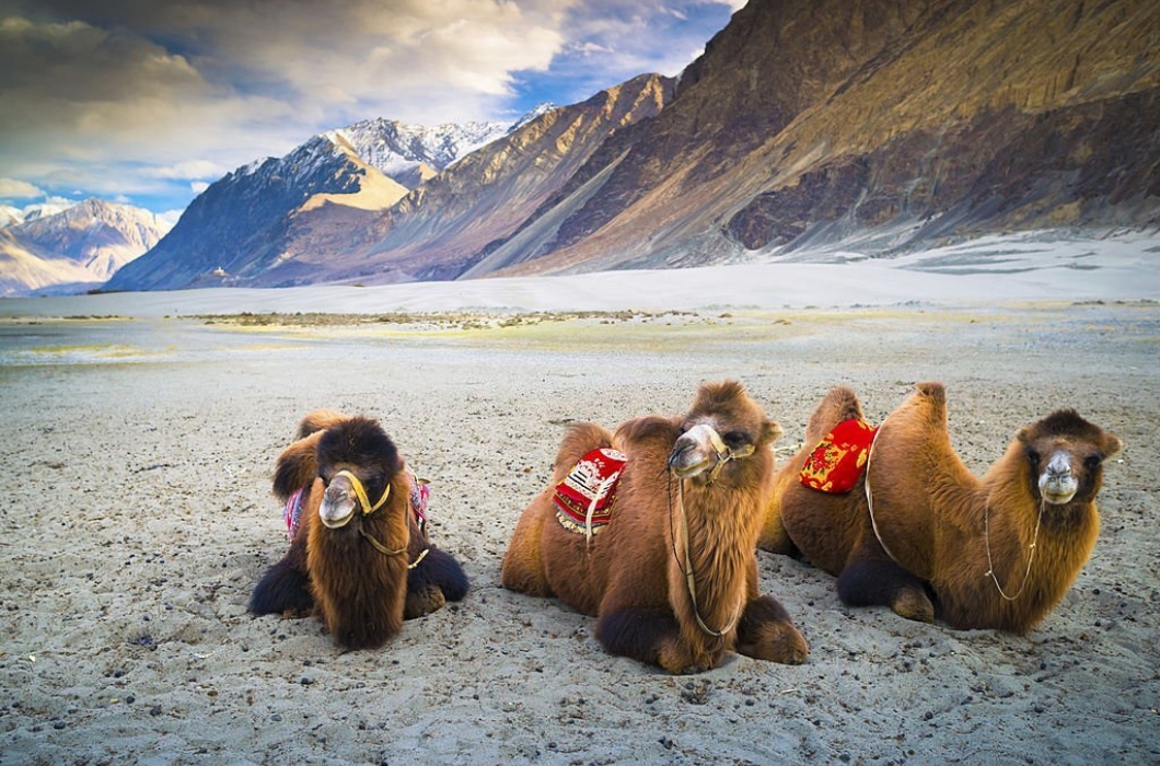 Nubra Valley pic