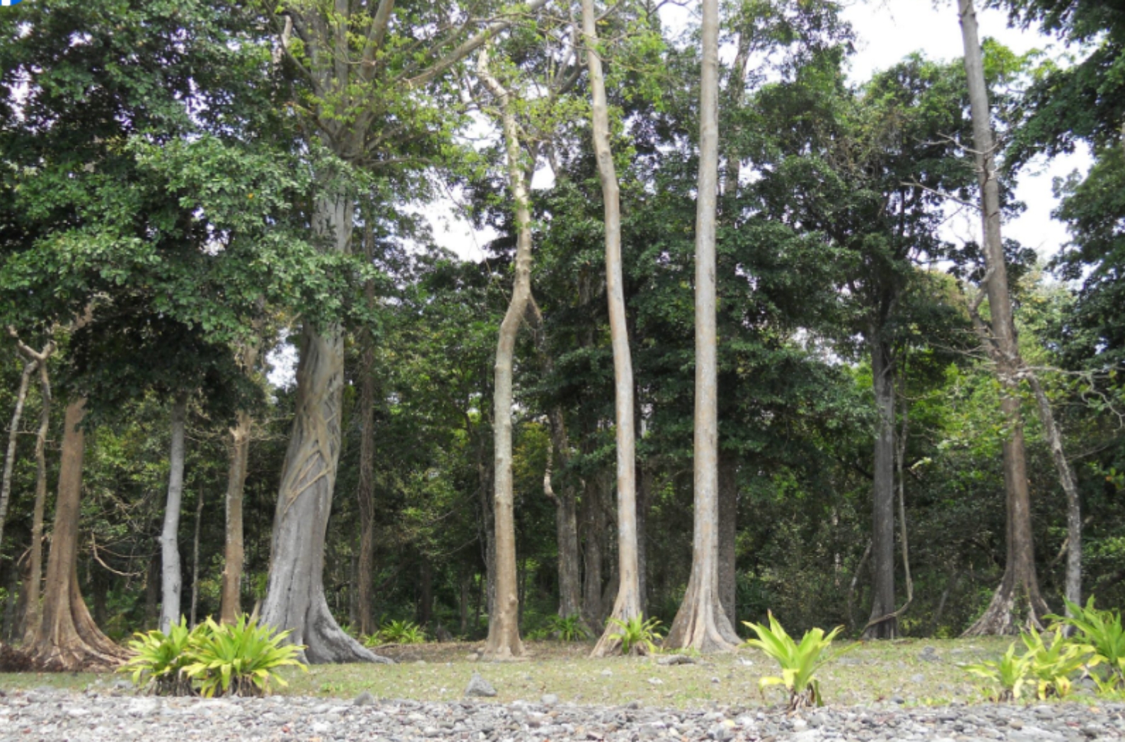 Lamiya Bay