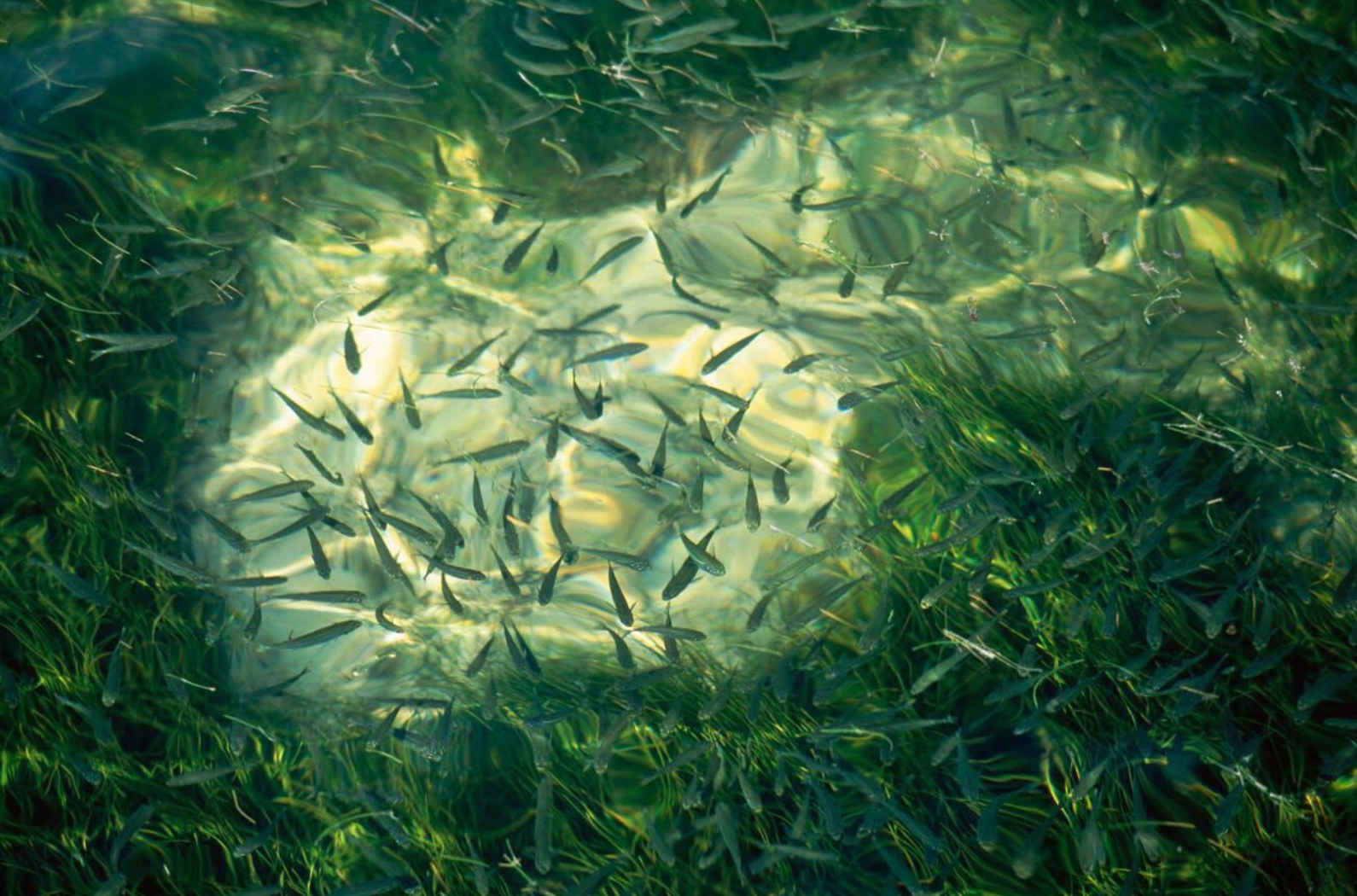 Fishes underwater the island