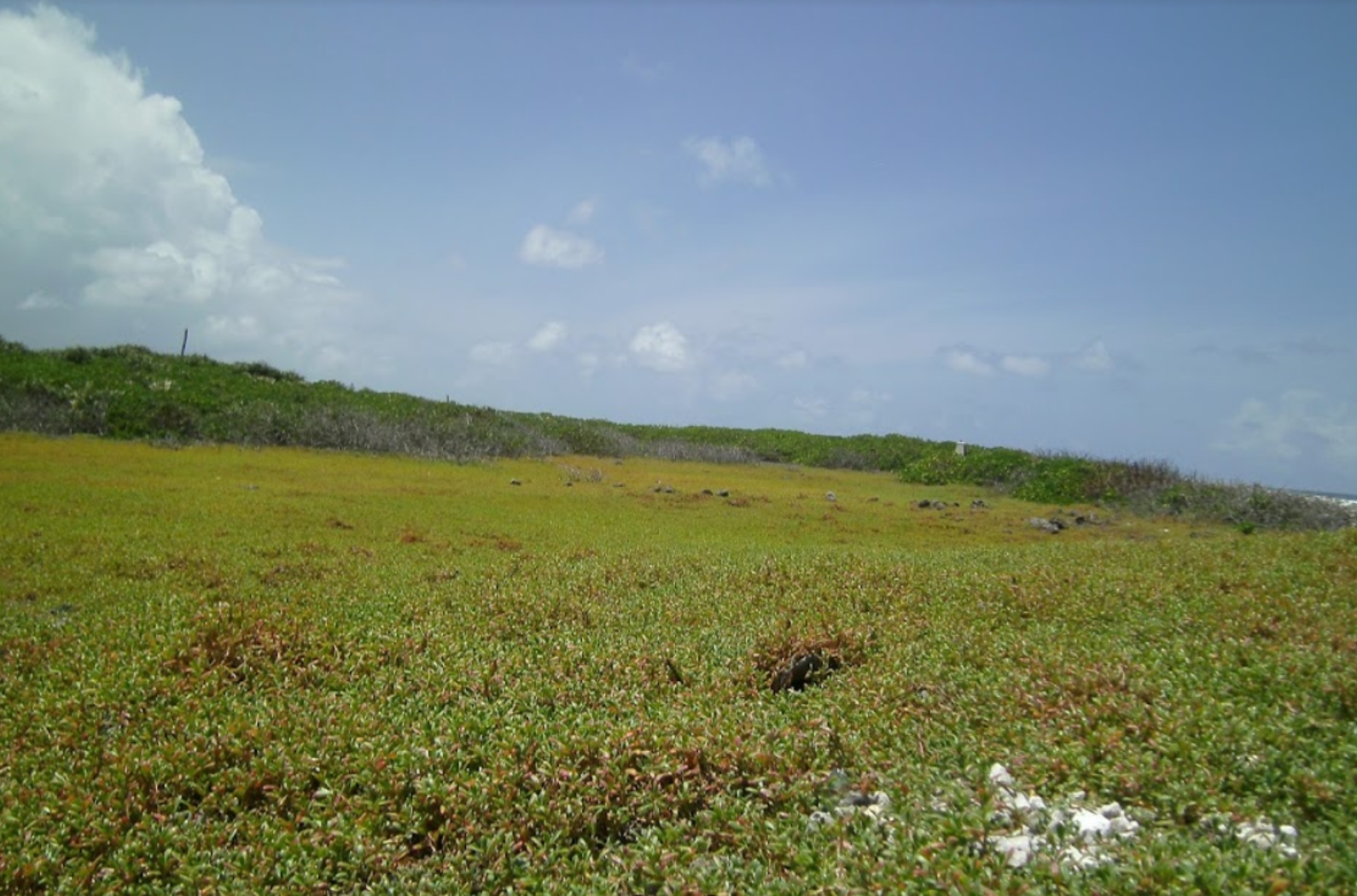 green field at the island