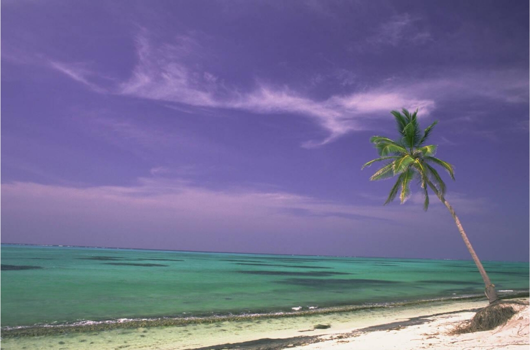 Palm tree on white sandy beach with clear blue water at the island