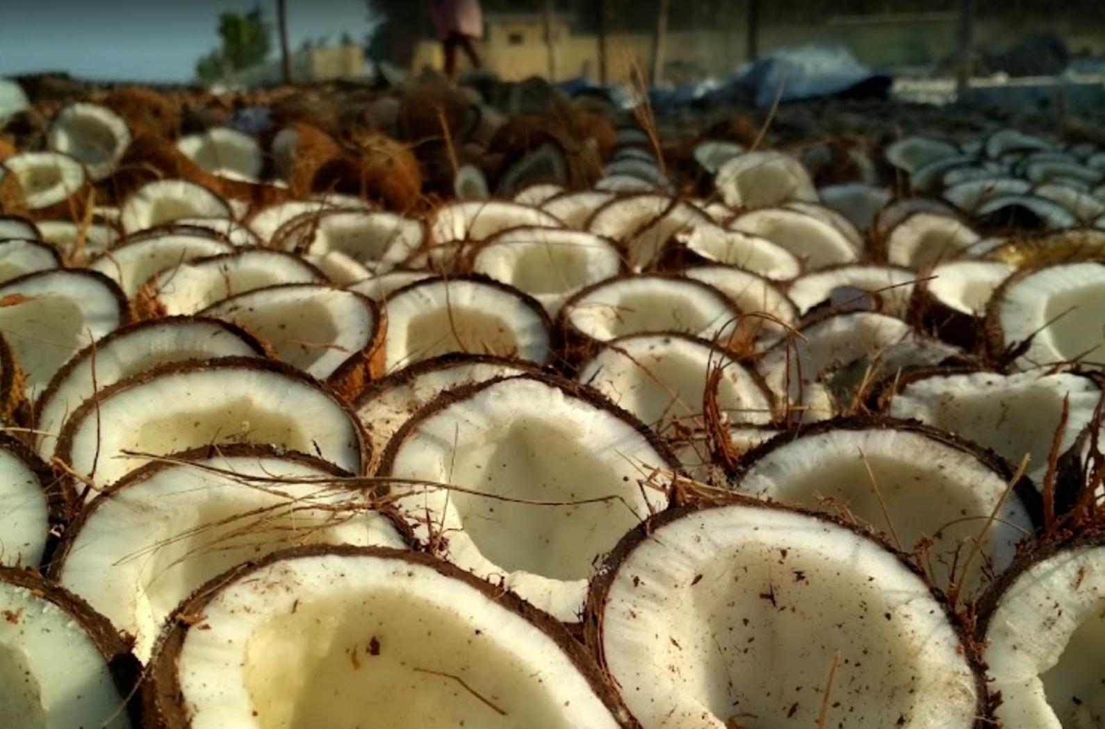 coconuts at the island