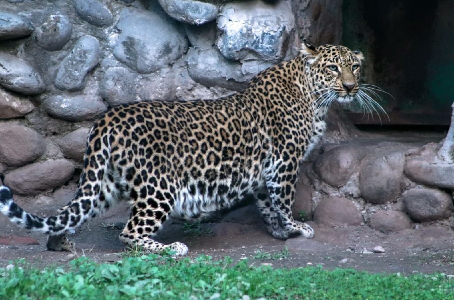 Mahendra Chaudhary Zoological Park, Chhat Bir Zoo, Zirakpur