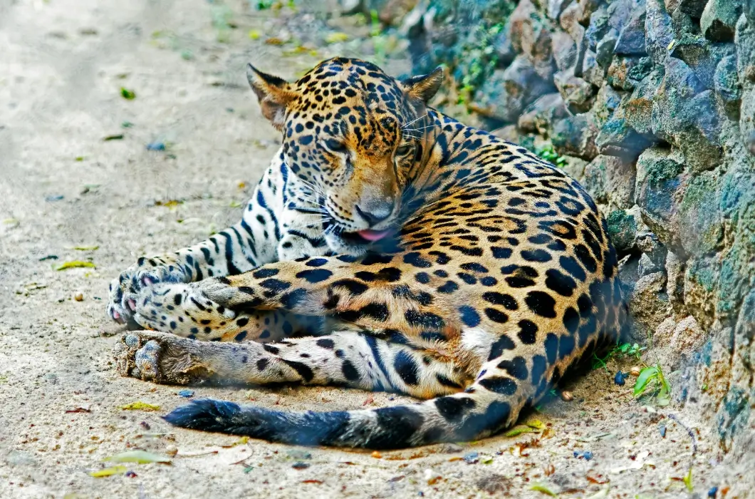 Jaguar at alipore Zoo