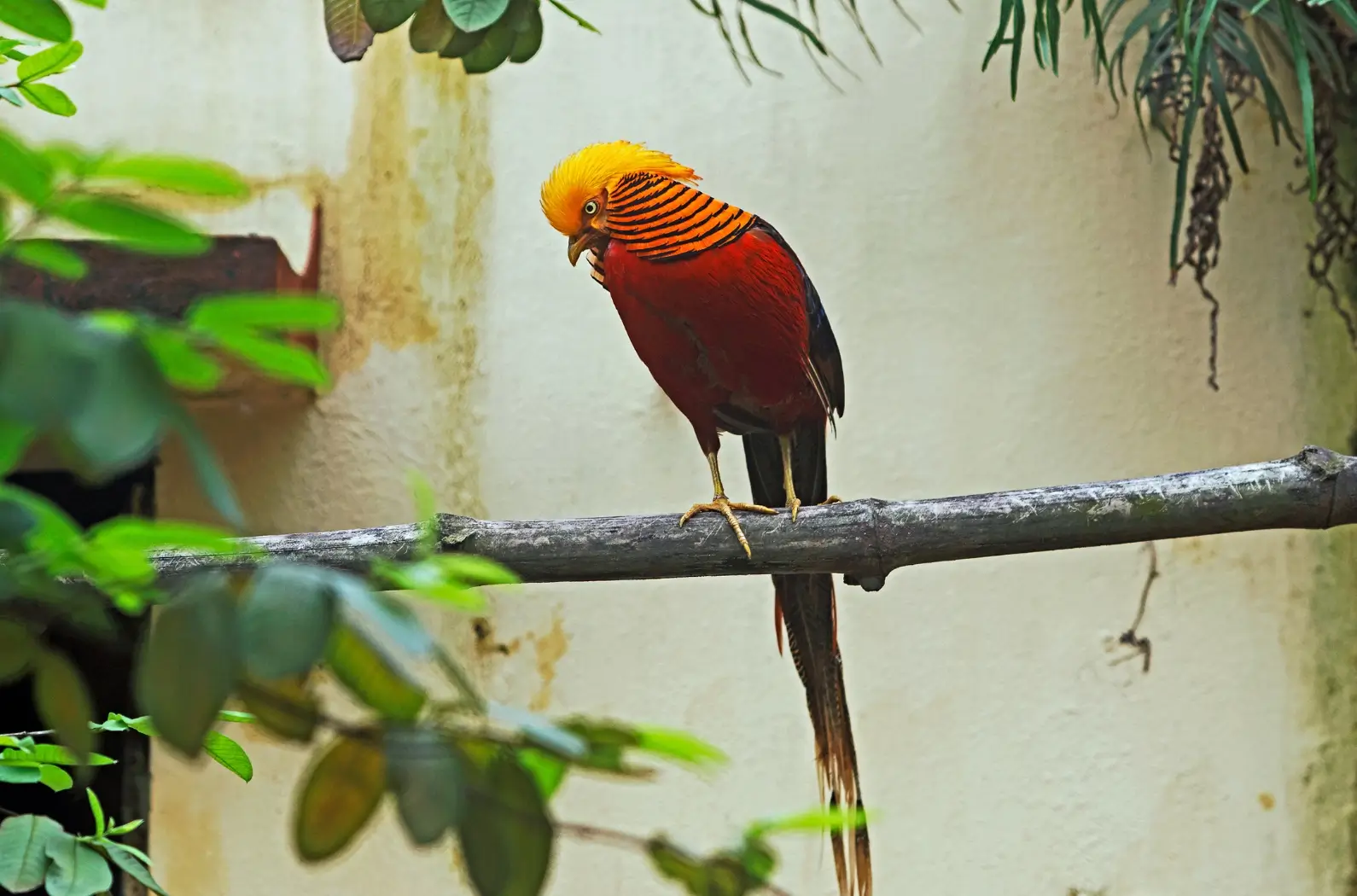 Golden pheasant in Alipore Zoo