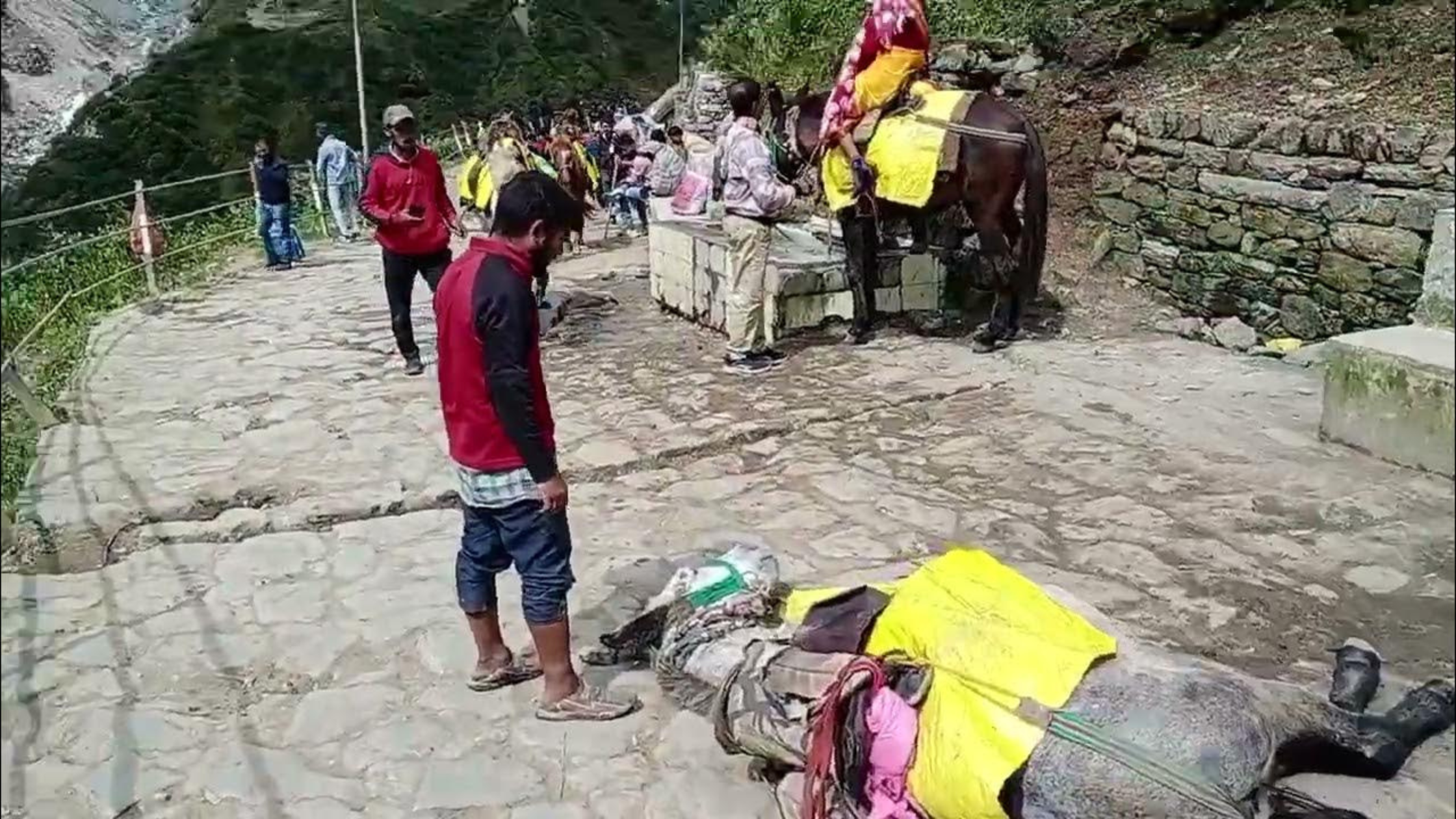 Horse dead in Kedarnath Treak