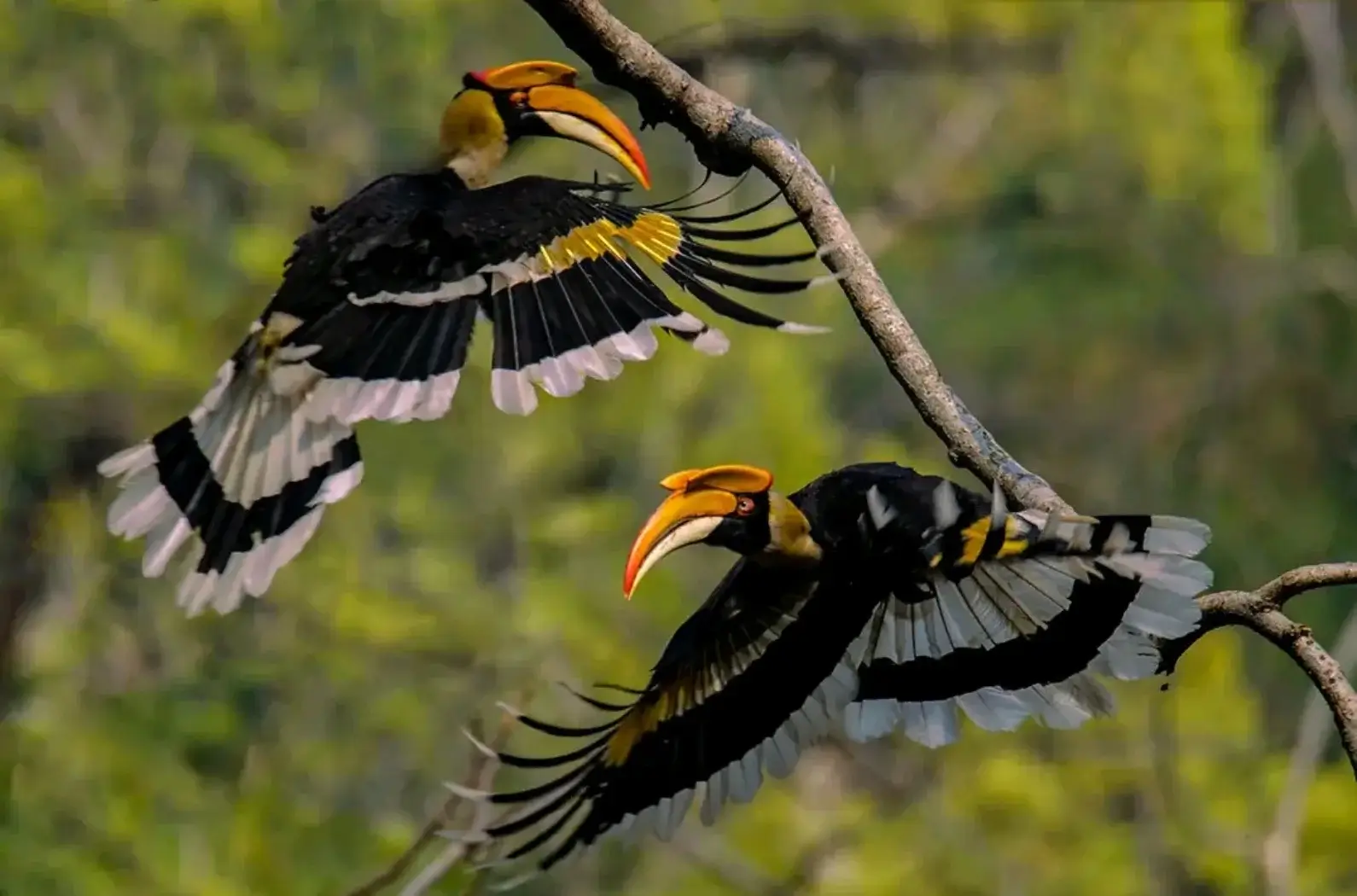 2 birds playing at Mahananda Wildlife Sanctuary