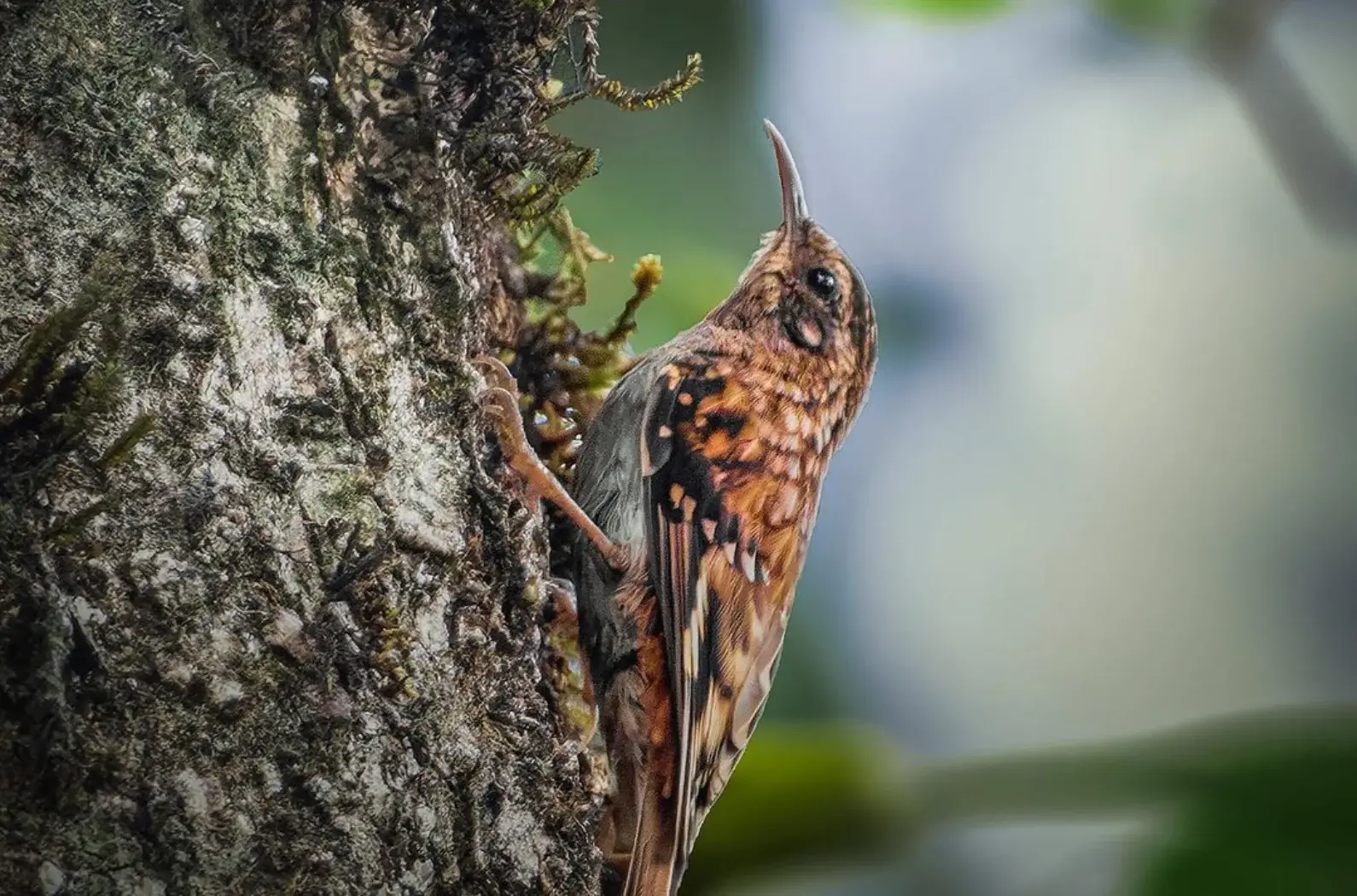 Birds in Mahananda Wildlife Sanctuary