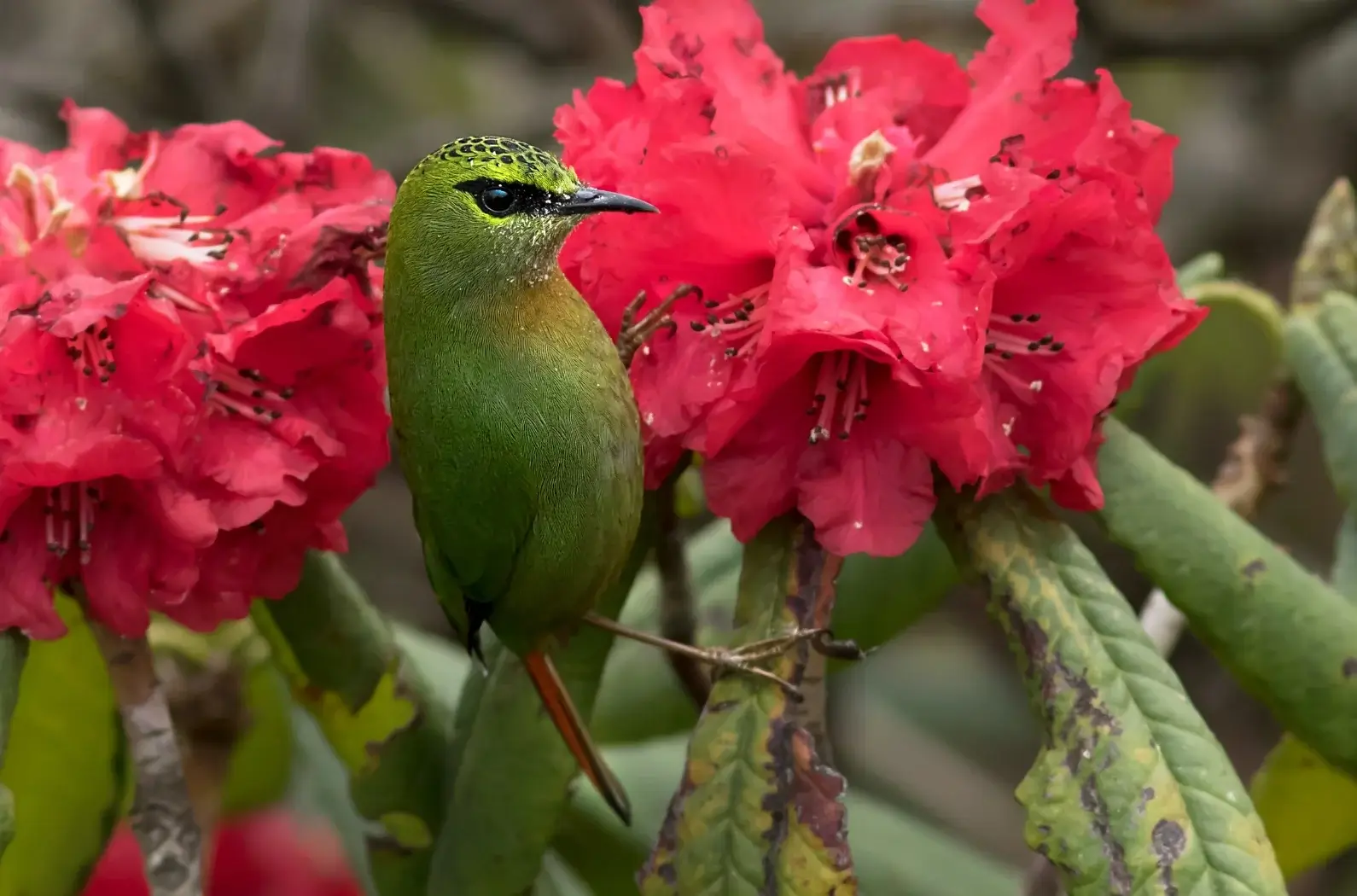 Singalila National Park: Discover Nature's Masterpiece