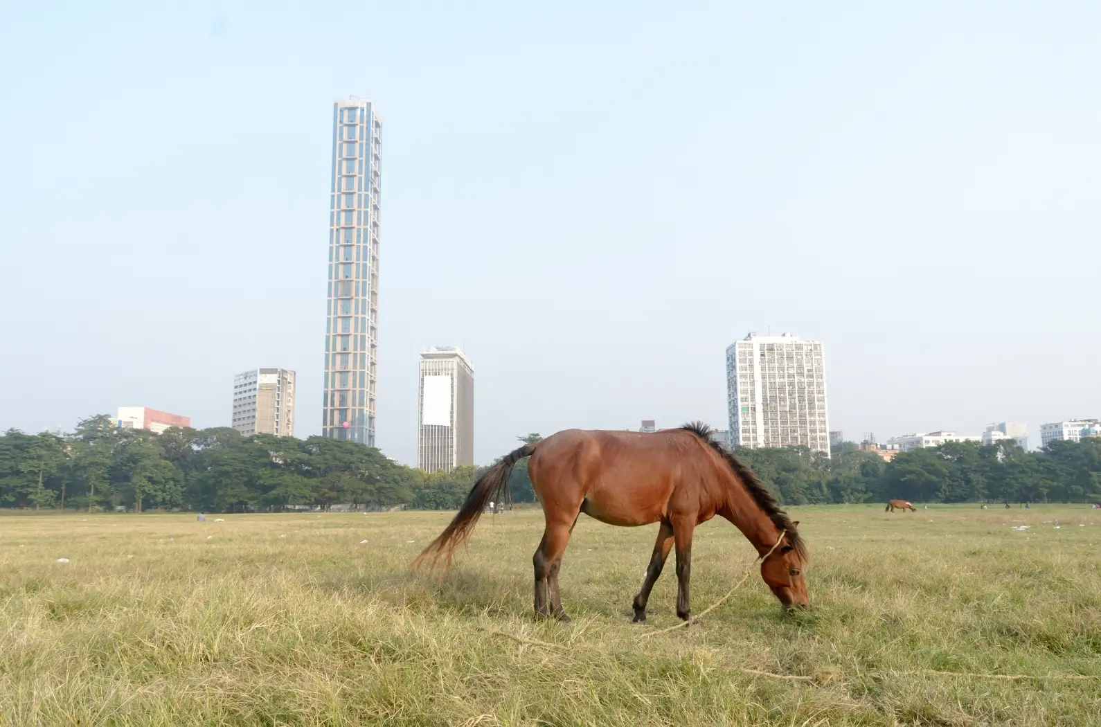 Horse in Maidan, Kolkata