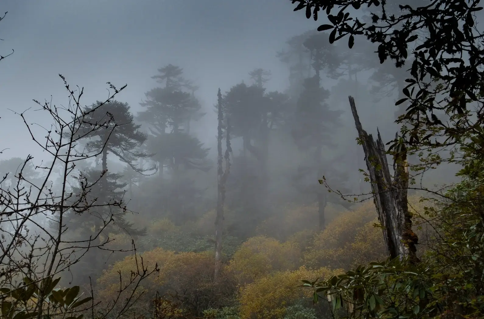 Inside view of Singalila National Park