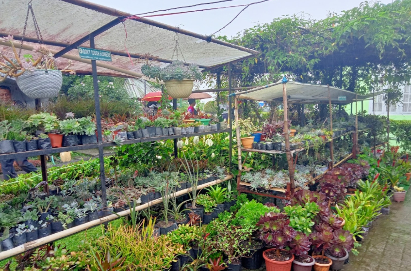 Pine View Nursery