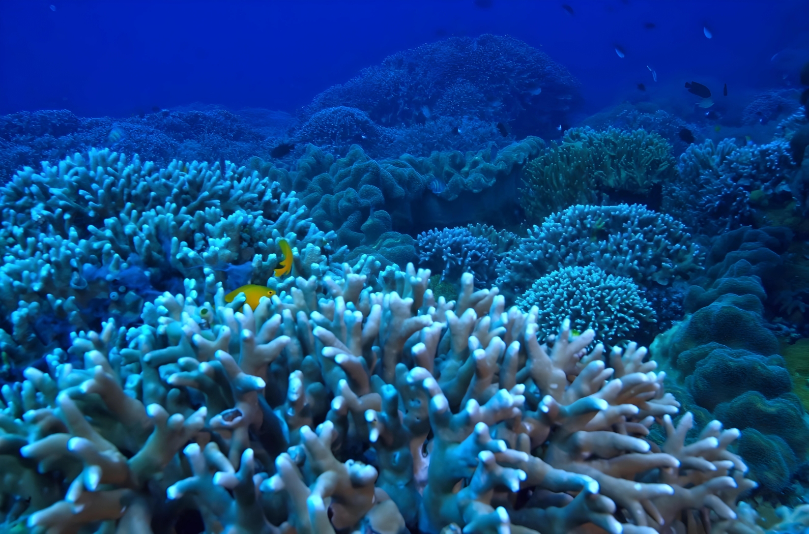 Underwater view | eco friendly tourism in lakshadweep