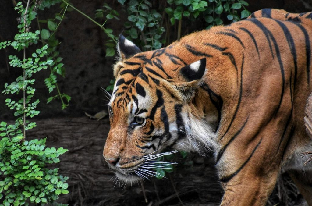 Pilibhit Tiger Reserve - A reserve forest in Shahjahanpur