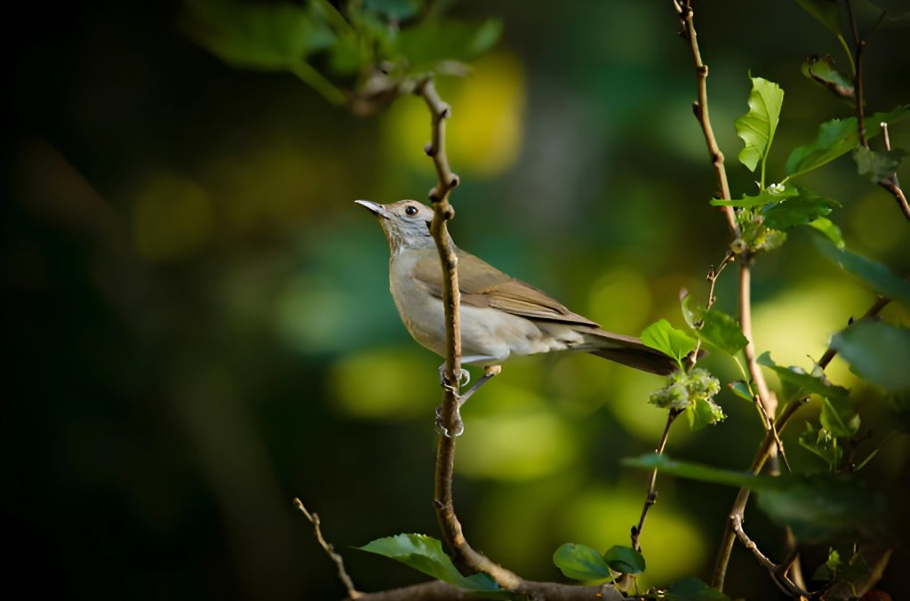 Kitam Bird Sanctuary- Explore Sikkim's Avian Wonderland