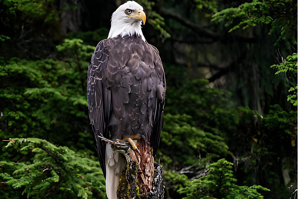 Kitam Bird Sanctuary- Explore Sikkim's Avian Wonderland