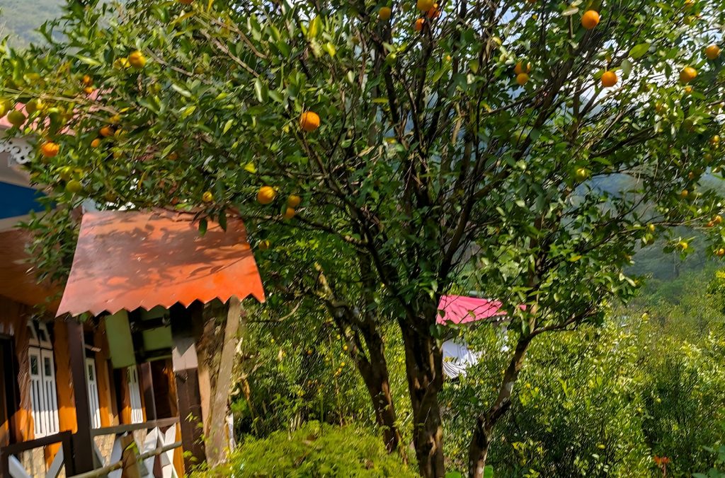 Rimbi Orange Garden - Tourist attraction In Pelling, Sikkim