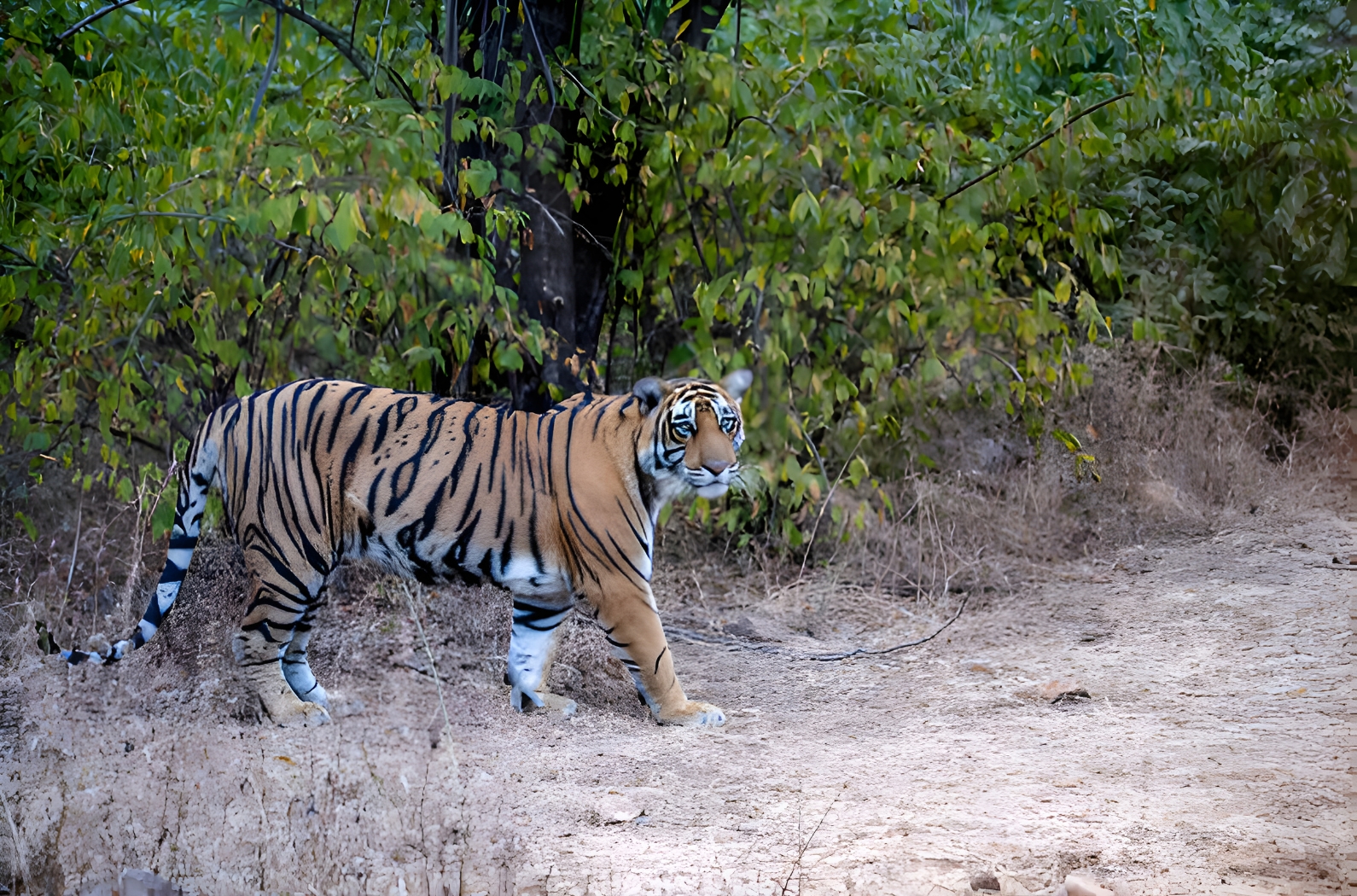 Jungle Safari in Rajaji National Park and Tiger Reserve