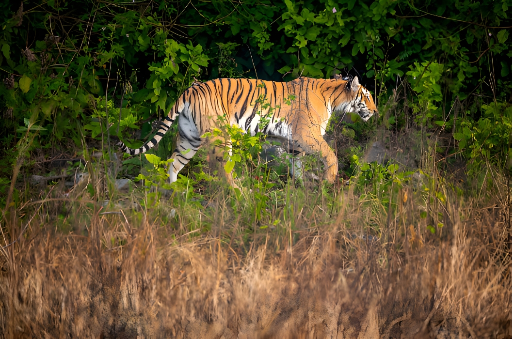 Jungle Safari in Rajaji National Park and Tiger Reserve